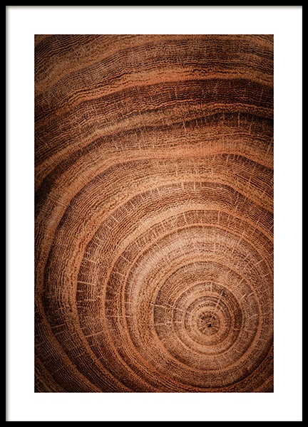 Growth Rings Plakát ve skupině Plakáty / Přírodní motiv na Desenio AB (11873)