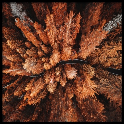 Autumn Colors Plakát ve skupině Plakáty / Přírodní motiv na Desenio AB (11875)