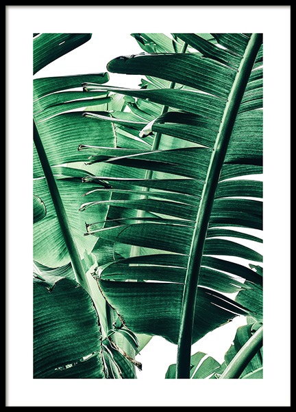 Banana Palm Leaves No1 Plakát ve skupině Plakáty / Fotografické umění na Desenio AB (12052)