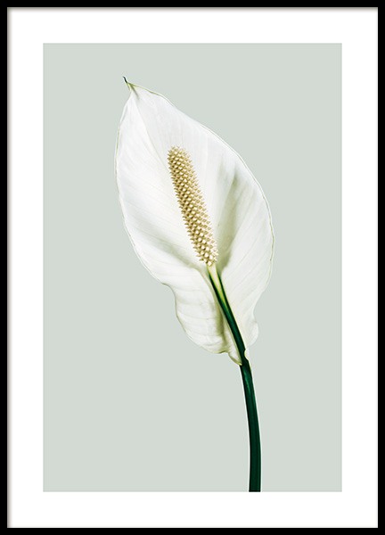 Peace Lily Plakát ve skupině Plakáty / Botanika / Květiny na Desenio AB (13979)