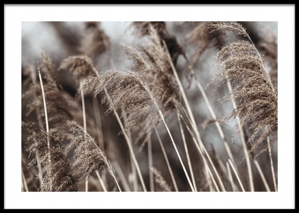 Dried Field Plagat ve skupině Plakáty / Fotografické umění na Desenio AB (14906)