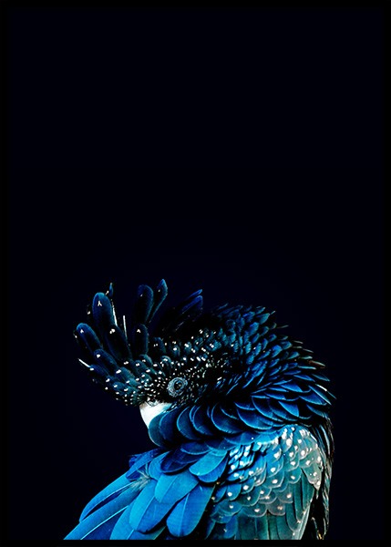 Blue Cockatoo Plakát ve skupině Plakáty / Fotografické umění na Desenio AB (2730)