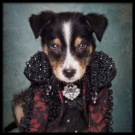 Puppy Portrait 2 Plakát ve skupině Plakáty / Dětské obrázky na Desenio AB (3726)