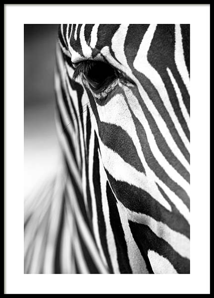 Zebra Close Up Plakát ve skupině Plakáty / Černobílé na Desenio AB (3855)