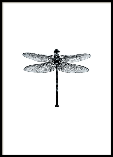 Dragonfly Black And White, Plakát ve skupině Plakáty / Černobílé na Desenio AB (7568)