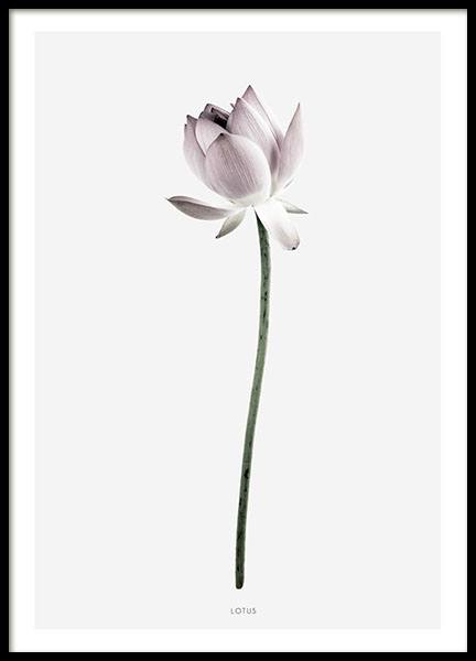 Lotus, Plakát ve skupině Plakáty / Botanika / Květiny na Desenio AB (7910)