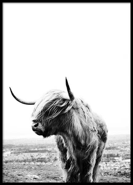 Highland Cow Plakát ve skupině Plakáty / Fotografické umění na Desenio AB (8825)