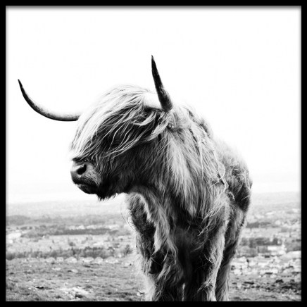 Highland Cow B&W Plakát ve skupině Plakáty / Zvířata na Desenio AB (8826)