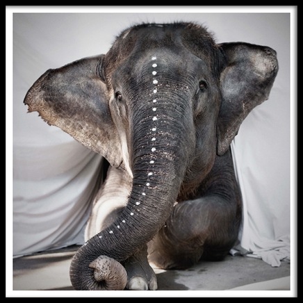 Love Warriors Adele Plakát ve skupině Plakáty / Fotografické umění na Desenio AB (Pre5631)