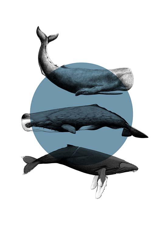 Whales Graphic Plakát