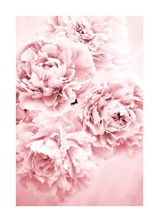 Pink Dream Plakát / Fotografické umění na Desenio AB (10054)