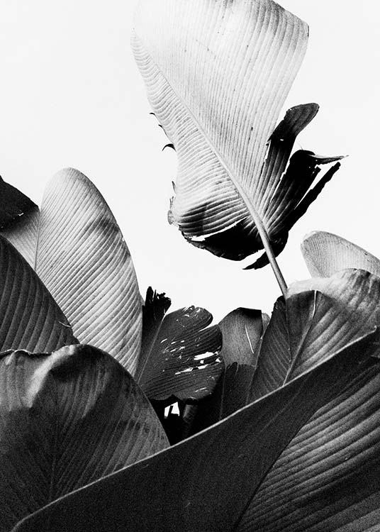 B&W Banana Leaves No2 Plakát