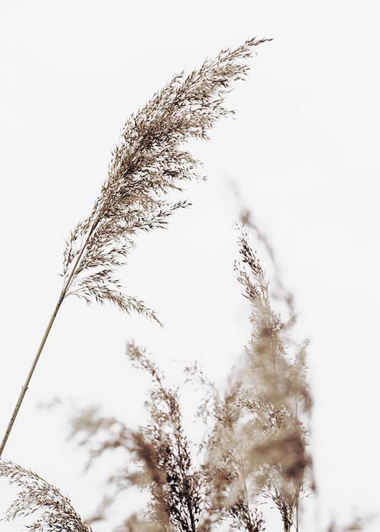  – Fotografie béžové, sušené trávy s šedou oblohou na pozadí