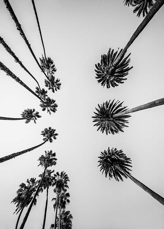 Palm Trees Above Plakát / Černobílé na Desenio AB (10234)