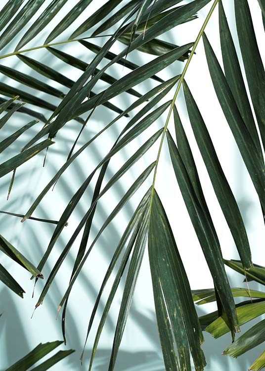 Palm Leaves Shadow No1 Plakát / Fotografické umění na Desenio AB (10284)
