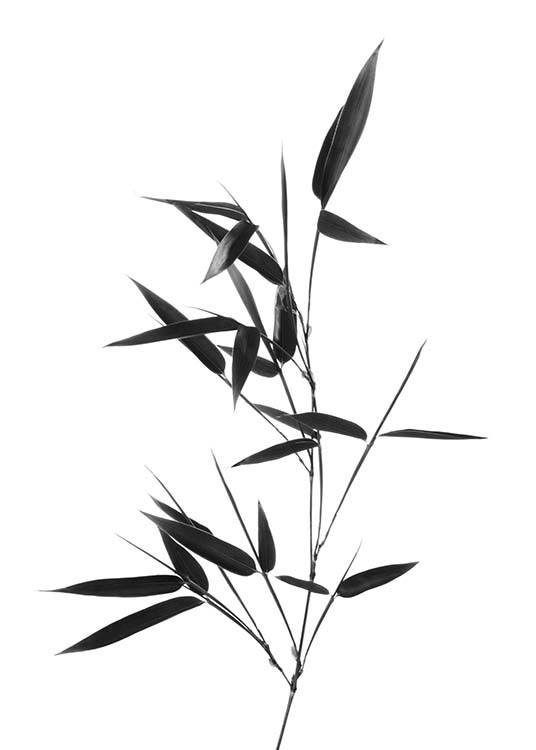 Bamboo Twig Plakát / Černobílé na Desenio AB (10390)