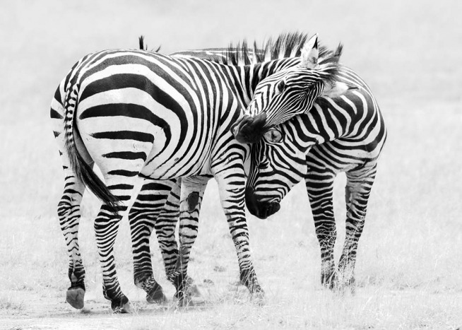 Zebra Love Plakát / Černobílé na Desenio AB (10398)