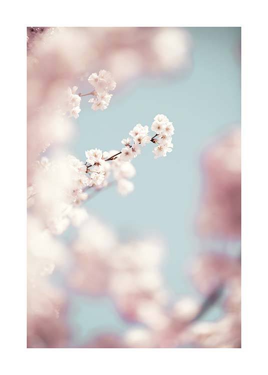 Cherry Blossom No1 Plakát / Fotografické umění na Desenio AB (10426)
