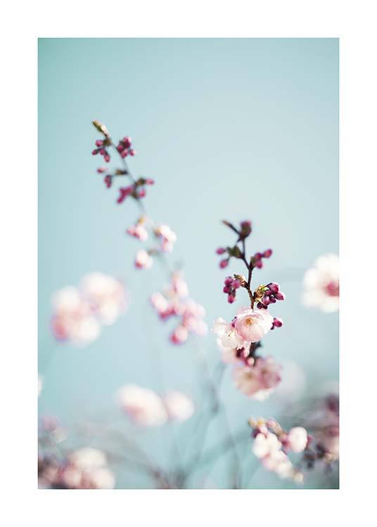 Cherry Blossom No2 Plakát / Fotografické umění na Desenio AB (10427)