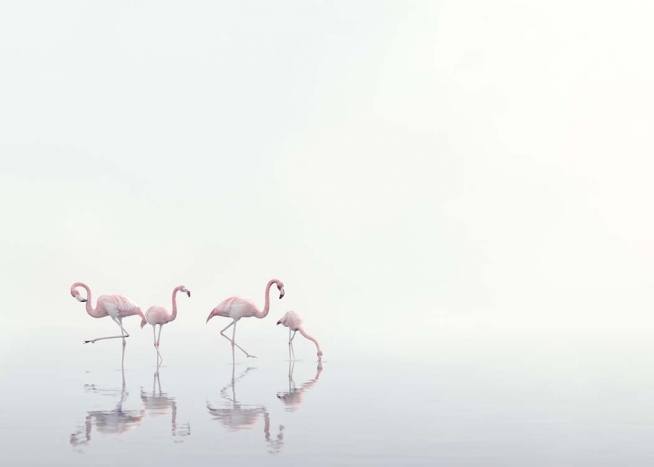 Flamingos on Foggy Water Plakát