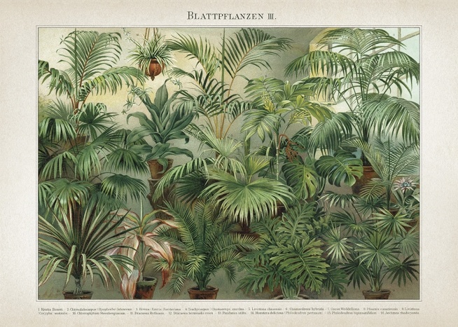 Vintage Print Collection No8 Plakát