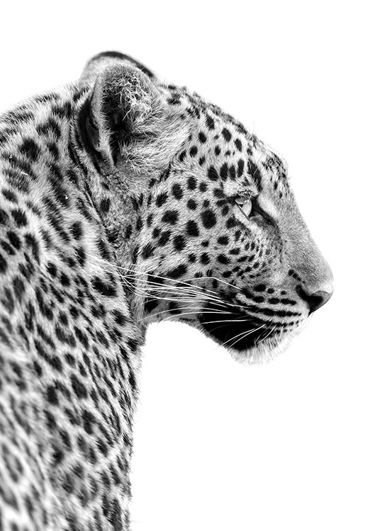Leopard Profile Plakát / Černobílé na Desenio AB (10656)