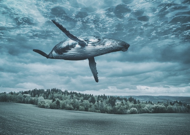Flying Whale Plakát