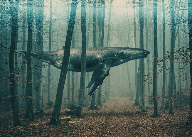 Whale in Forest Plakát