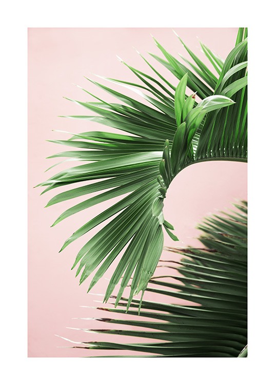 Pink and Green Palm No2 Plakát