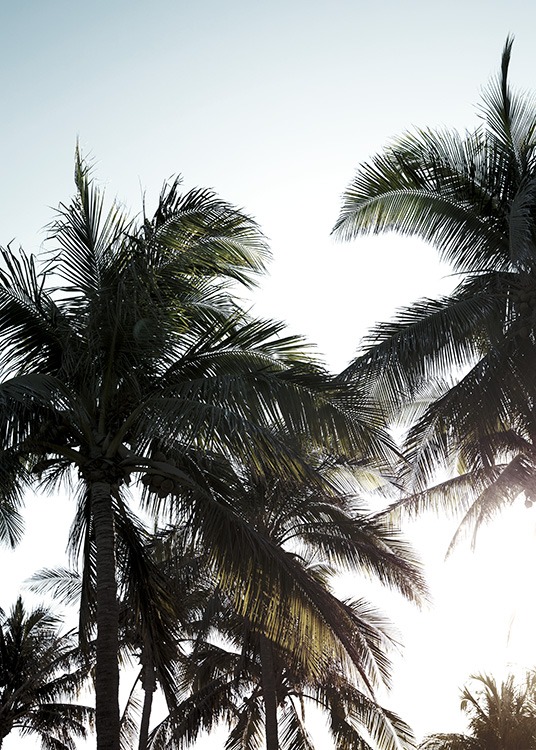 Palms & Sunlight Plakát / Tropické na Desenio AB (10961)