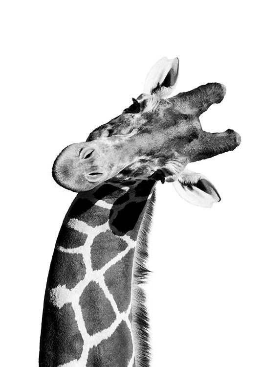 Giraffe Portrait Plakát