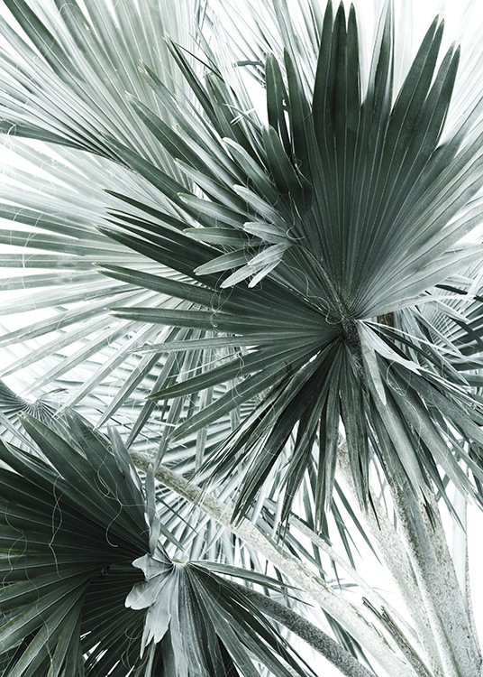 Tropical Palm Leaves No2 Plakát