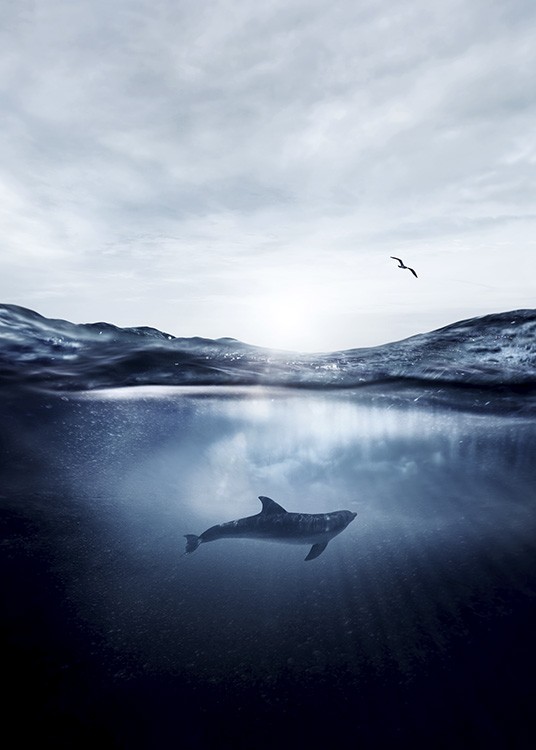 Dolphin Underwater Plakát / Přírodní motiv na Desenio AB (11049)