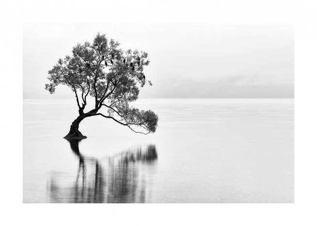 Lonely Wanaka Tree Plakát