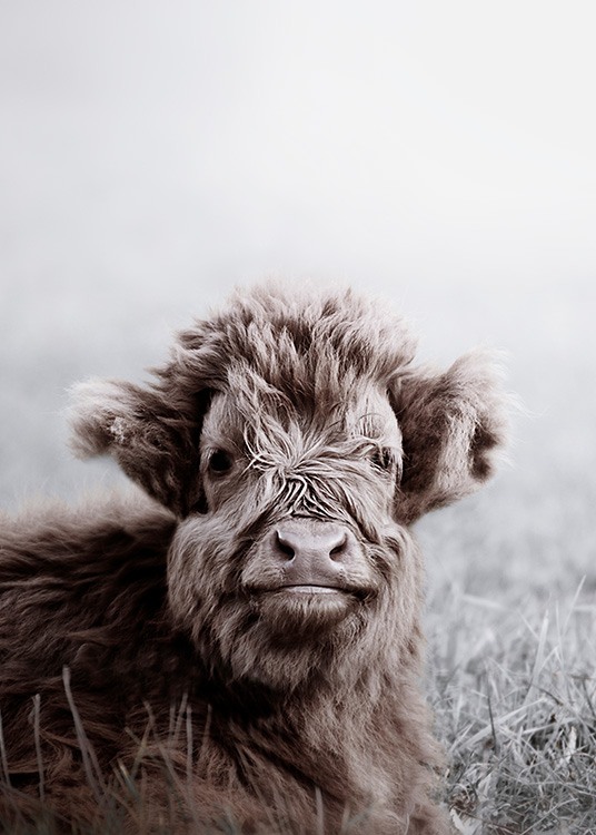 Highland Cattle Calf Plakát / Zvířata na Desenio AB (11549)
