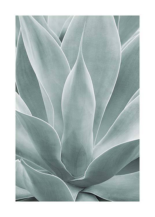 Agave Leaves No1 Plakát