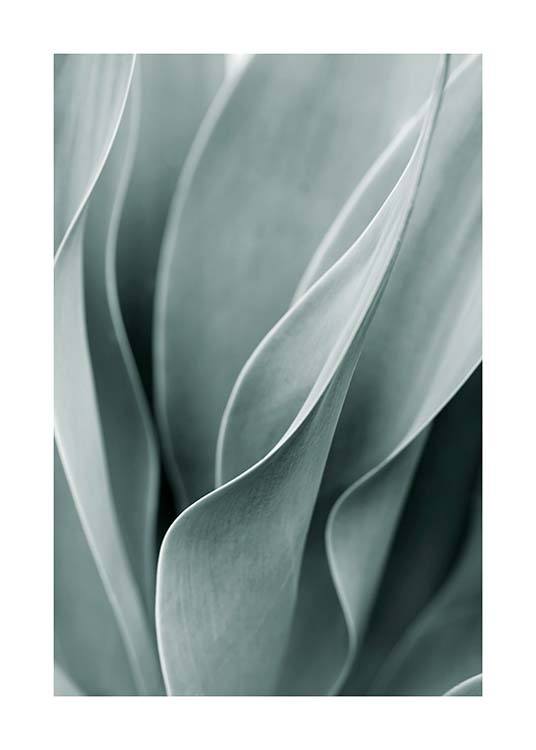 Agave Leaves No3 Plakát