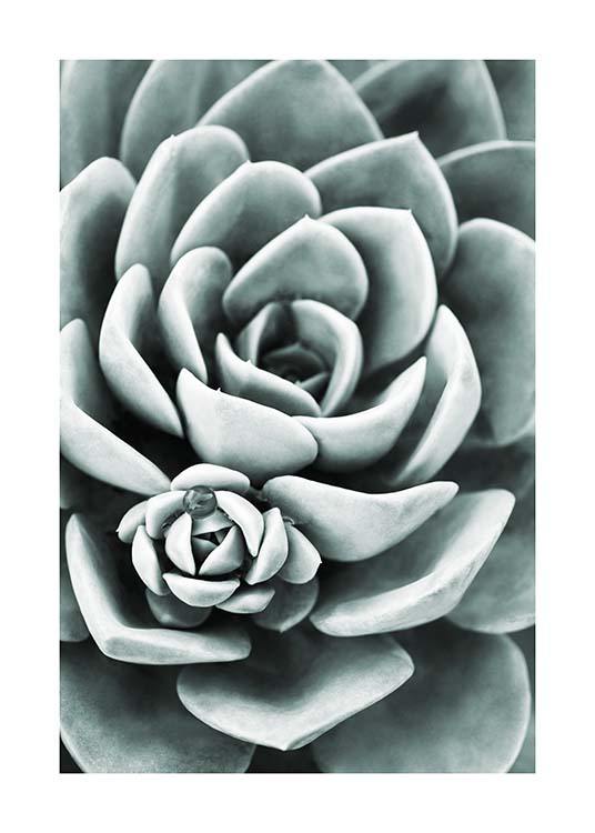 Mint Green Succulent Plakát