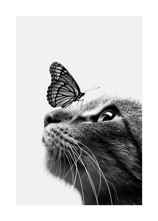 Butterfly Cat Plakát
