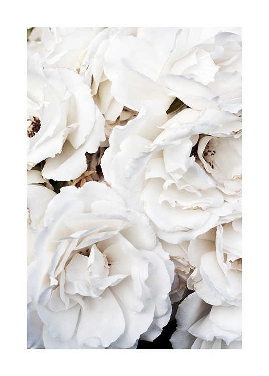  – Fotografie velkých, bílých růží ve svazku