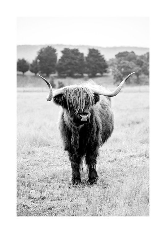 Highland Cattle B&W Plakát / Zvířata na Desenio AB (11854)