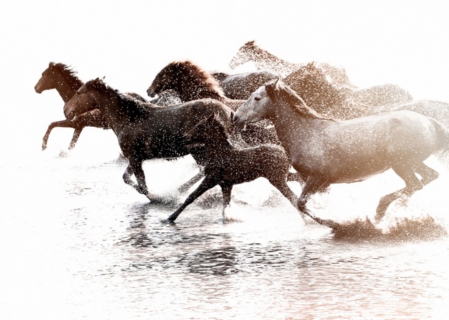 Running Horses Plakát / Fotografické umění na Desenio AB (11861)