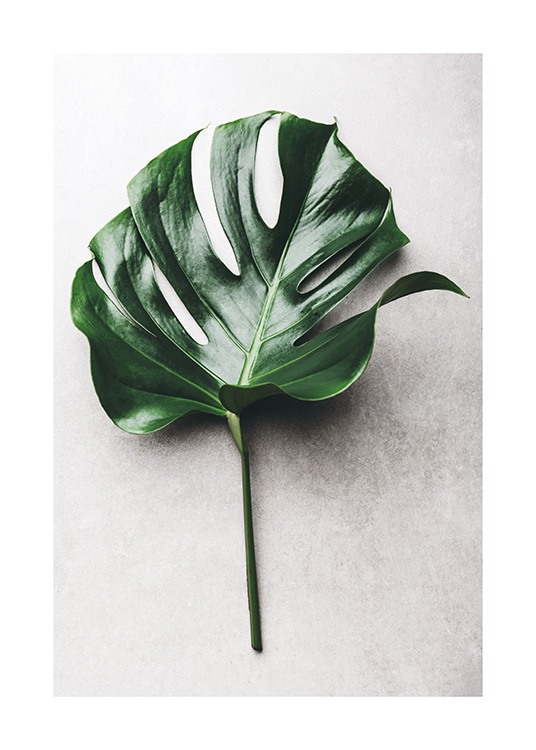 Green Monstera Leaf No1 Plakát