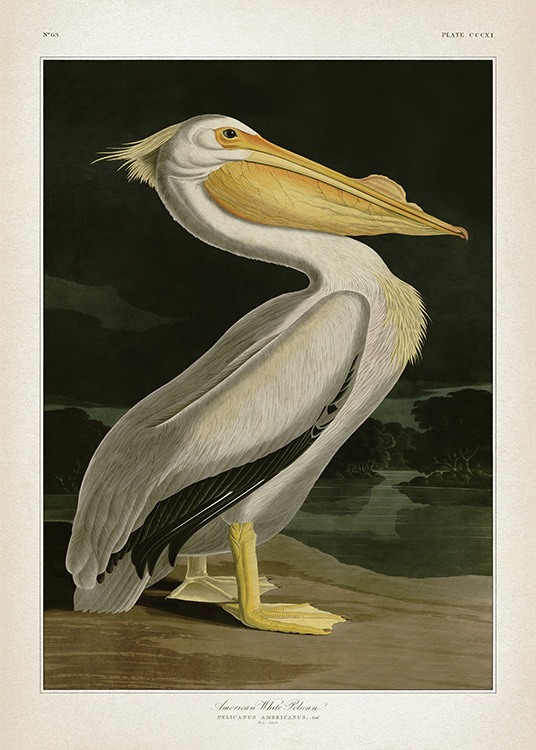 American White Pelican Plakát