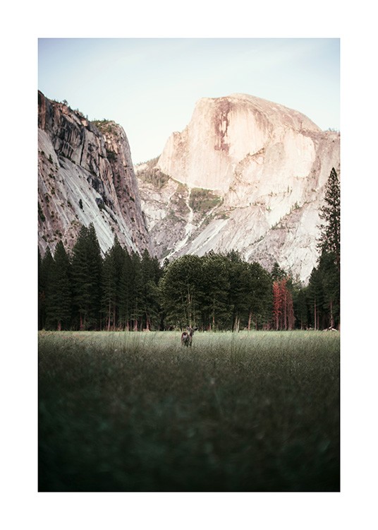 Deer in Yosemite National Park Plakát