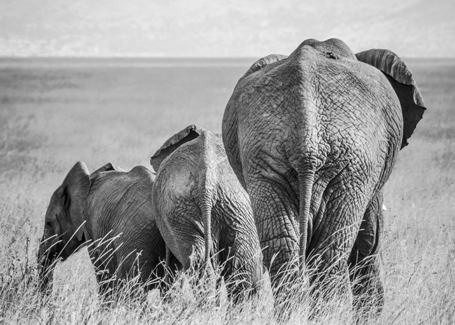 Elephant Family Plakát / Černobílé na Desenio AB (12305)