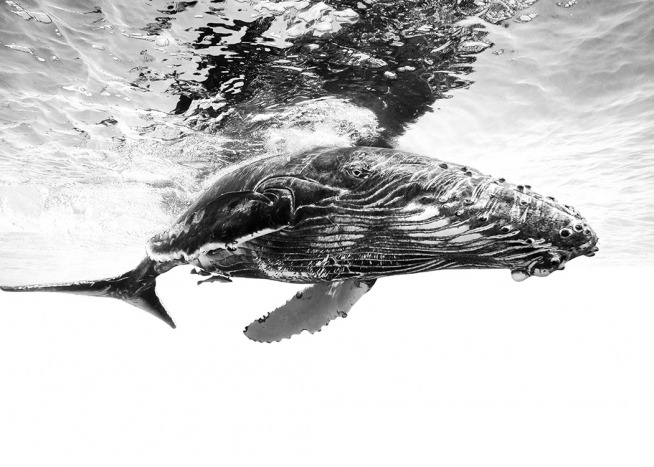 Humpback Whale B&W Plakát