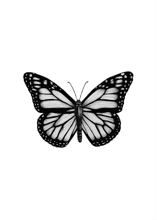 Butterfly Drawing Plakát