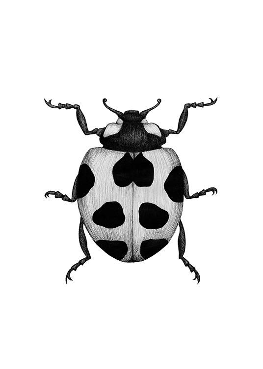Ladybird Drawing Plakát