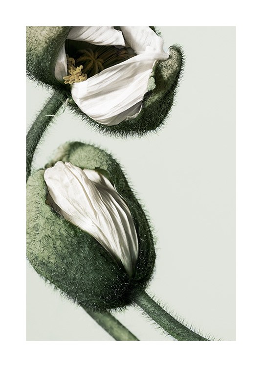 White Poppy Buds Plakát / Fotografické umění na Desenio AB (12320)